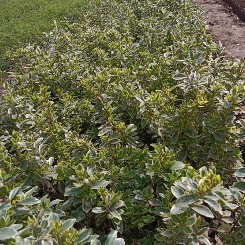 营养杯金边黄秧高45厘米以上杯子13/15厘米