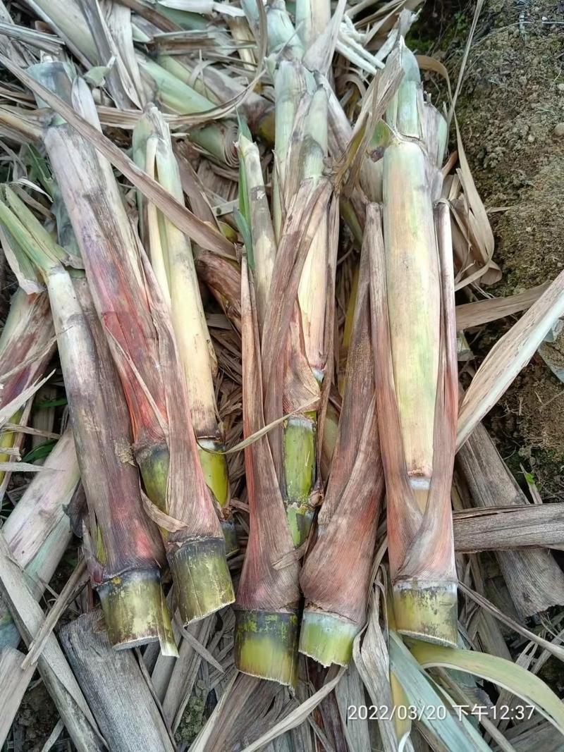 【好货】甘蔗种苗大量有货发芽率高可以技术指导交流