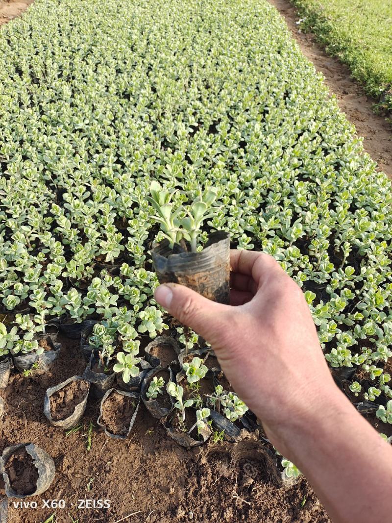 八宝景天，有双色杯，营养杯，量大，质量优，全国发货。