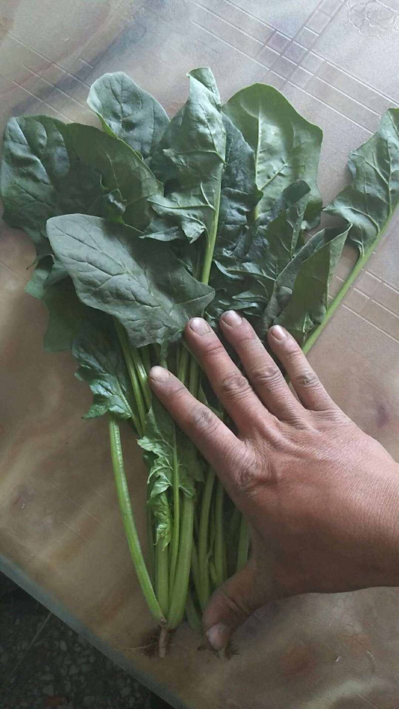 山西晋中大叶菠菜打捆半毛菜无干叶土少干净颜色墨绿现场挑货