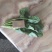 山西晋中大叶菠菜打捆半毛菜无干叶土少干净颜色墨绿现场挑货