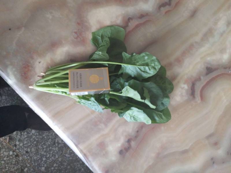山西晋中大叶菠菜打捆半毛菜无干叶土少干净颜色墨绿现场挑货