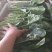 山西晋中大叶菠菜打捆半毛菜无干叶土少干净颜色墨绿现场挑货