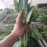 山西晋中大叶菠菜打捆半毛菜无干叶土少干净颜色墨绿现场挑货