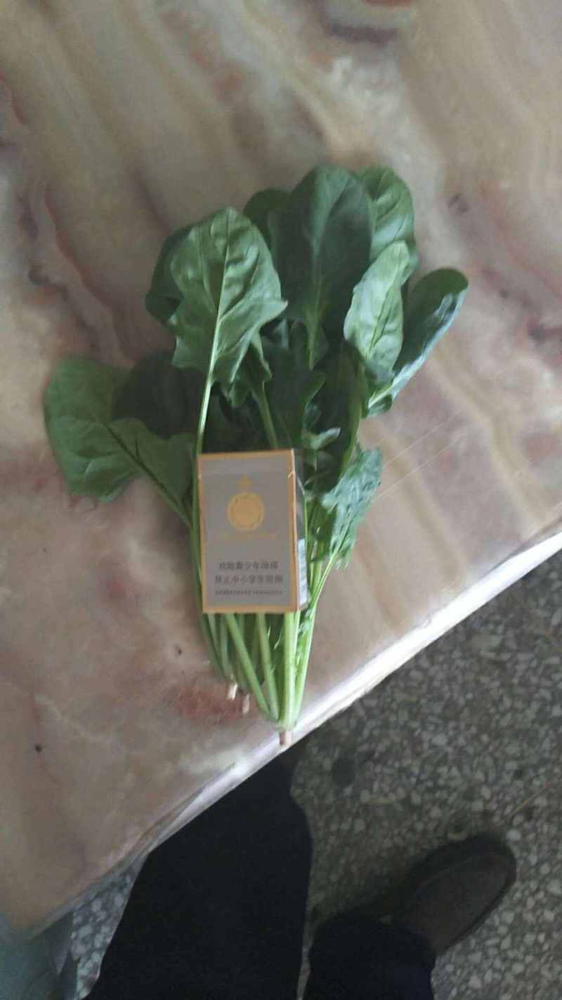 山西晋中大叶菠菜打捆半毛菜无干叶土少干净颜色墨绿现场挑货
