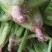 山西晋中大叶菠菜打捆半毛菜无干叶土少干净颜色墨绿现场挑货