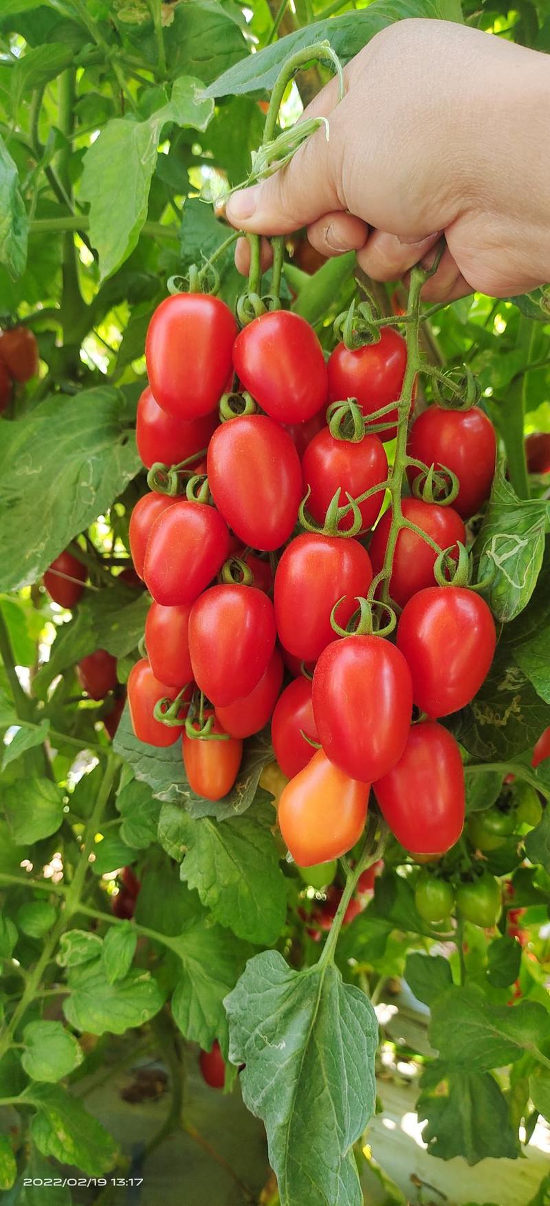 云南元谋圣女果小番茄大量上市，产地直供品质好口感甜！