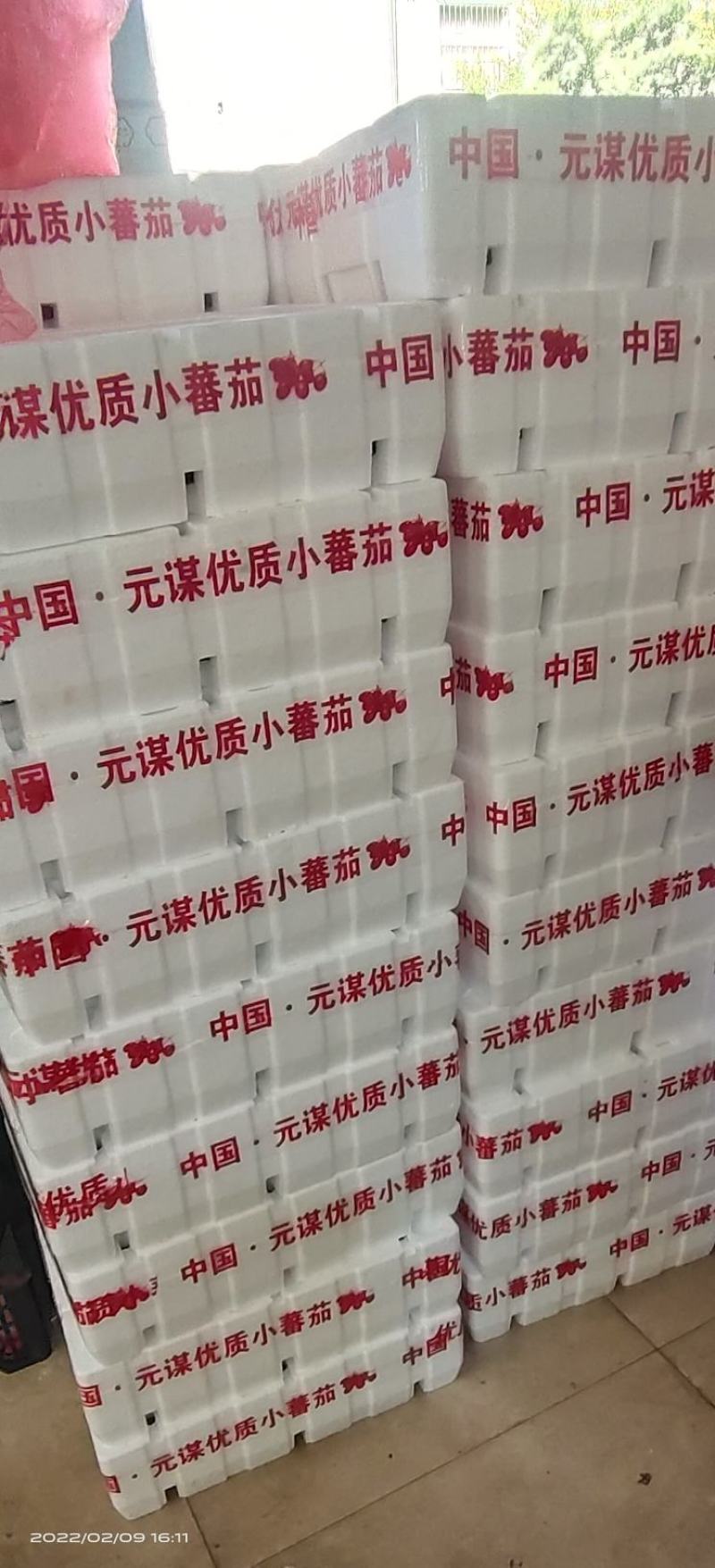 云南元谋圣女果小番茄大量上市，产地直供品质好口感甜！
