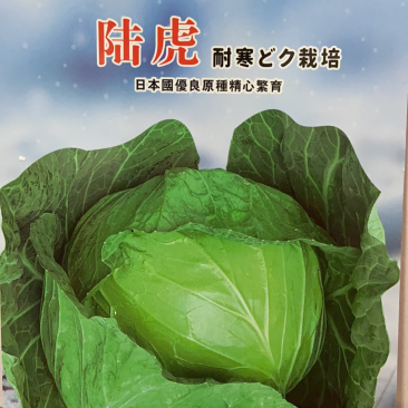 陆虎，耐寒越冬甘蓝种子，种子大量有