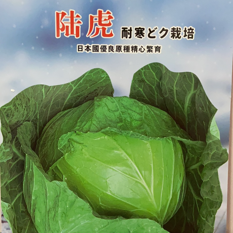 陆虎，耐寒越冬甘蓝种子，种子大量有