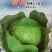 陆虎，耐寒越冬甘蓝种子，种子大量有