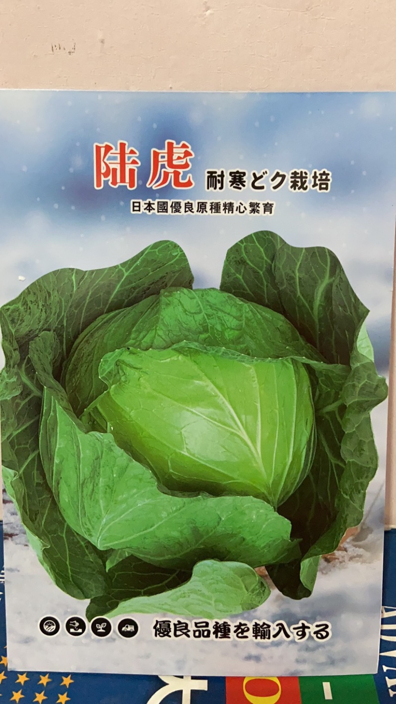 陆虎，耐寒越冬甘蓝种子，种子大量有