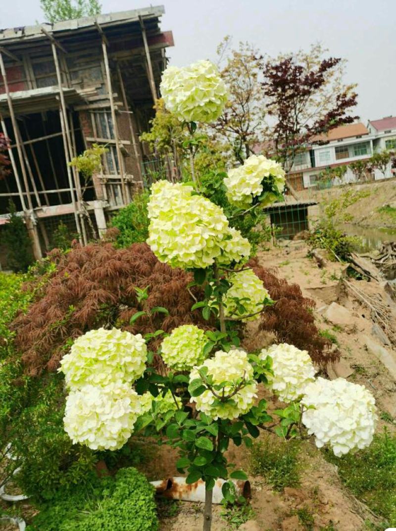 中华木绣球斗球木本绣球花斗球带土球发货庭院绿植室内大花