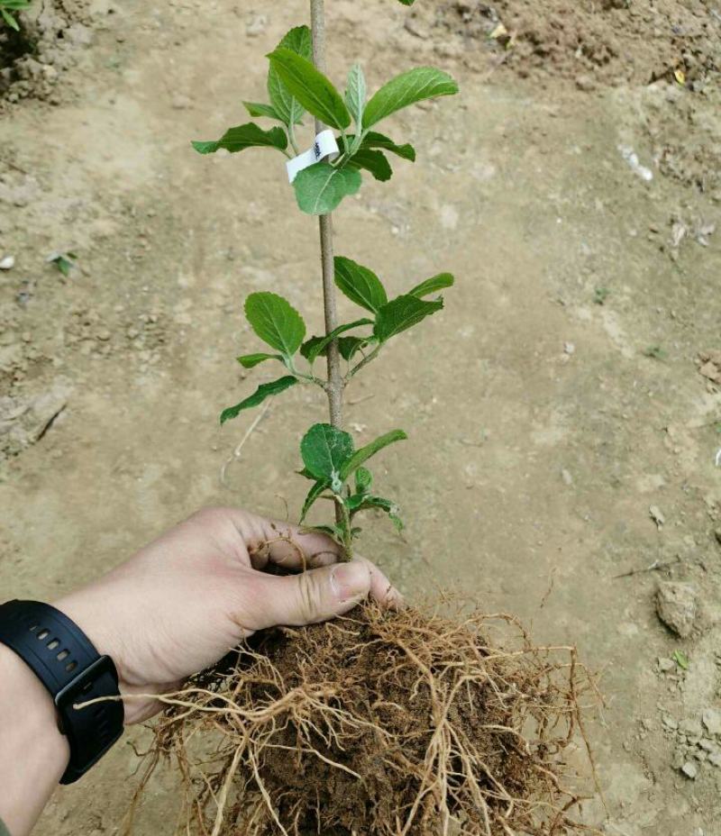 中华木绣球斗球木本绣球花斗球带土球发货庭院绿植室内大花