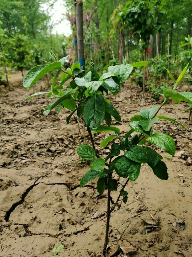 中华木绣球斗球木本绣球花斗球带土球发货庭院绿植室内大花