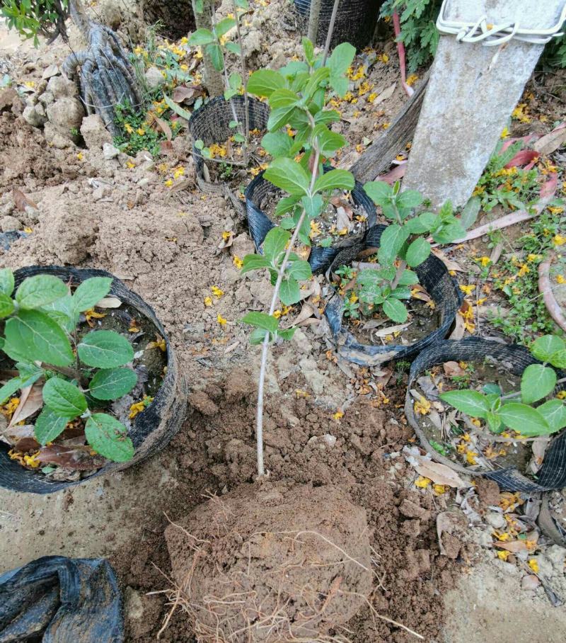 中华木绣球斗球木本绣球花斗球带土球发货庭院绿植室内大花