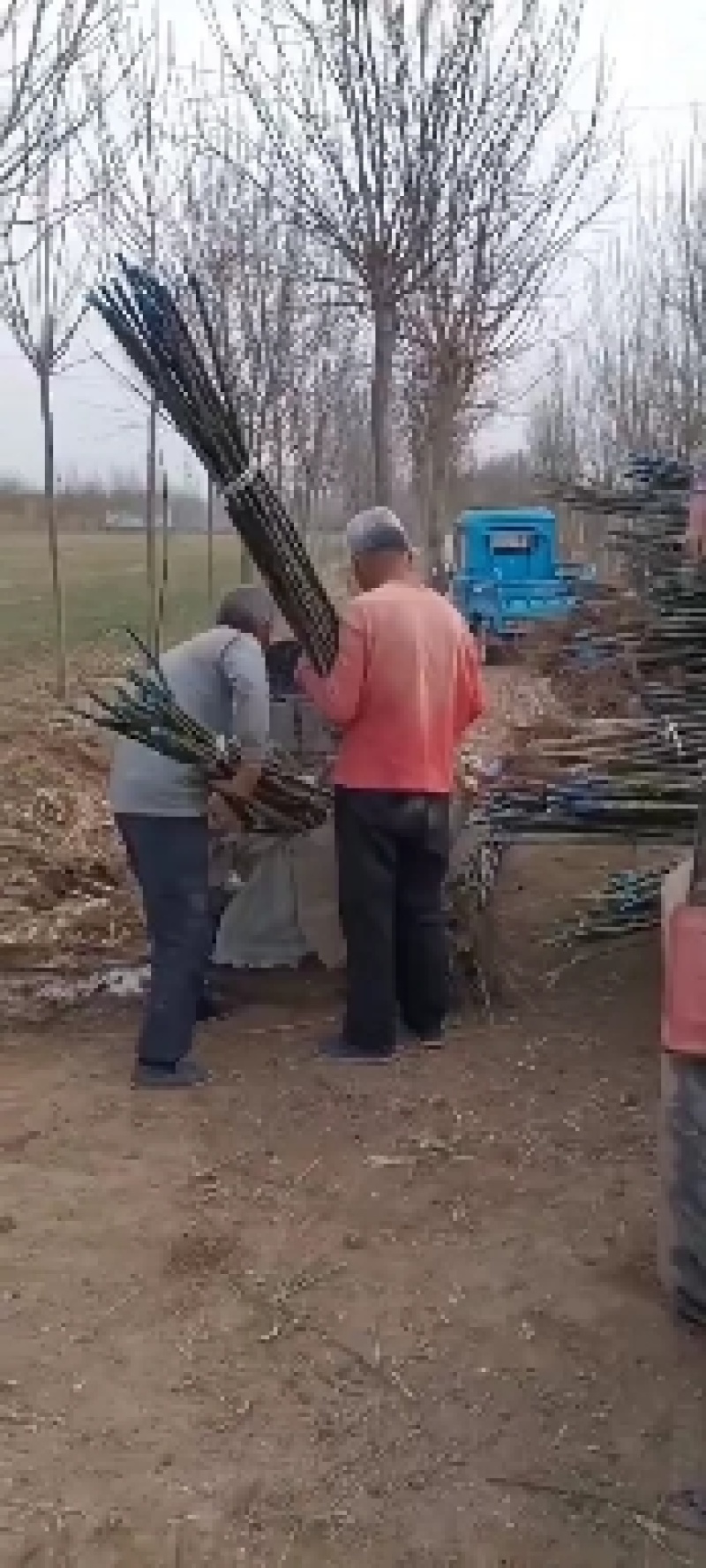 3公分国槐大量供应，上货快，价格便宜，一手货源。