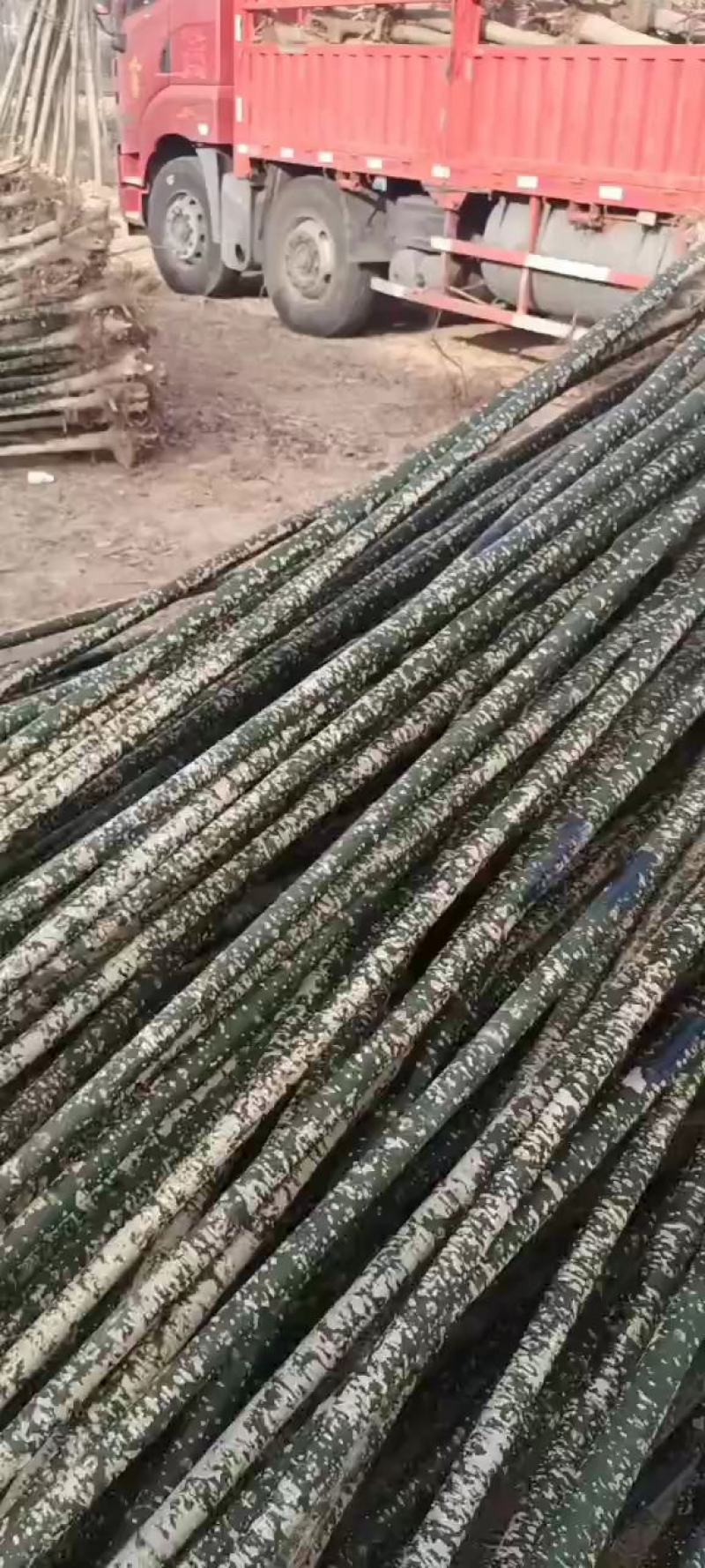 5公分国槐大量供应，一手货源，价格便宜。货源充足，