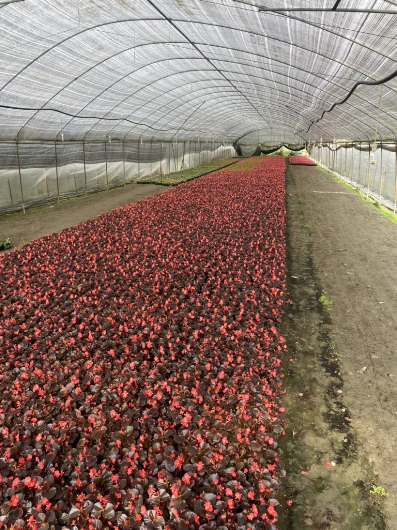 红叶红花海棠，四季海棠12杯和双色杯都有货成都郫县