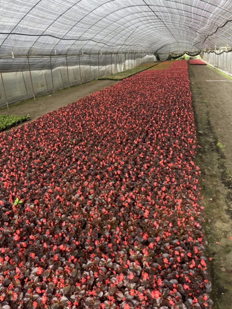 红叶红花海棠，四季海棠12杯和双色杯都有货成都郫县