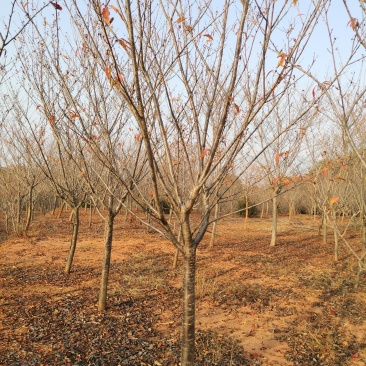 地径8公分樱花树园林绿化早樱工程苗木晚樱树型好
