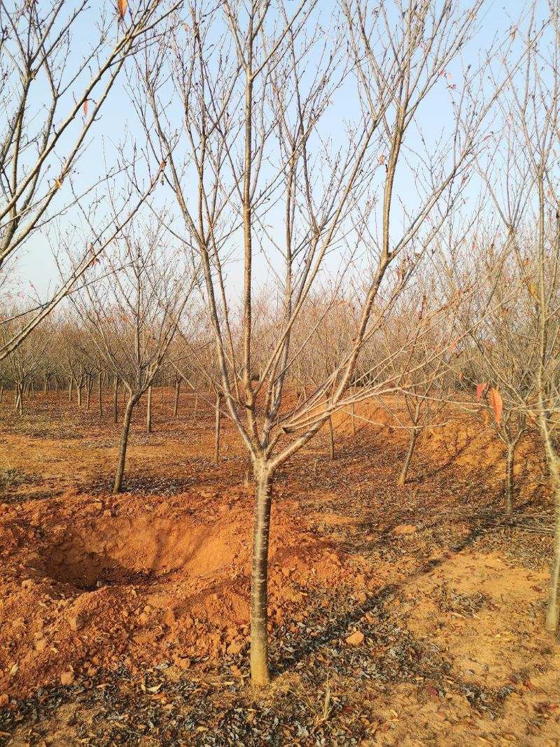 地径8公分樱花树园林绿化早樱工程苗木晚樱树型好