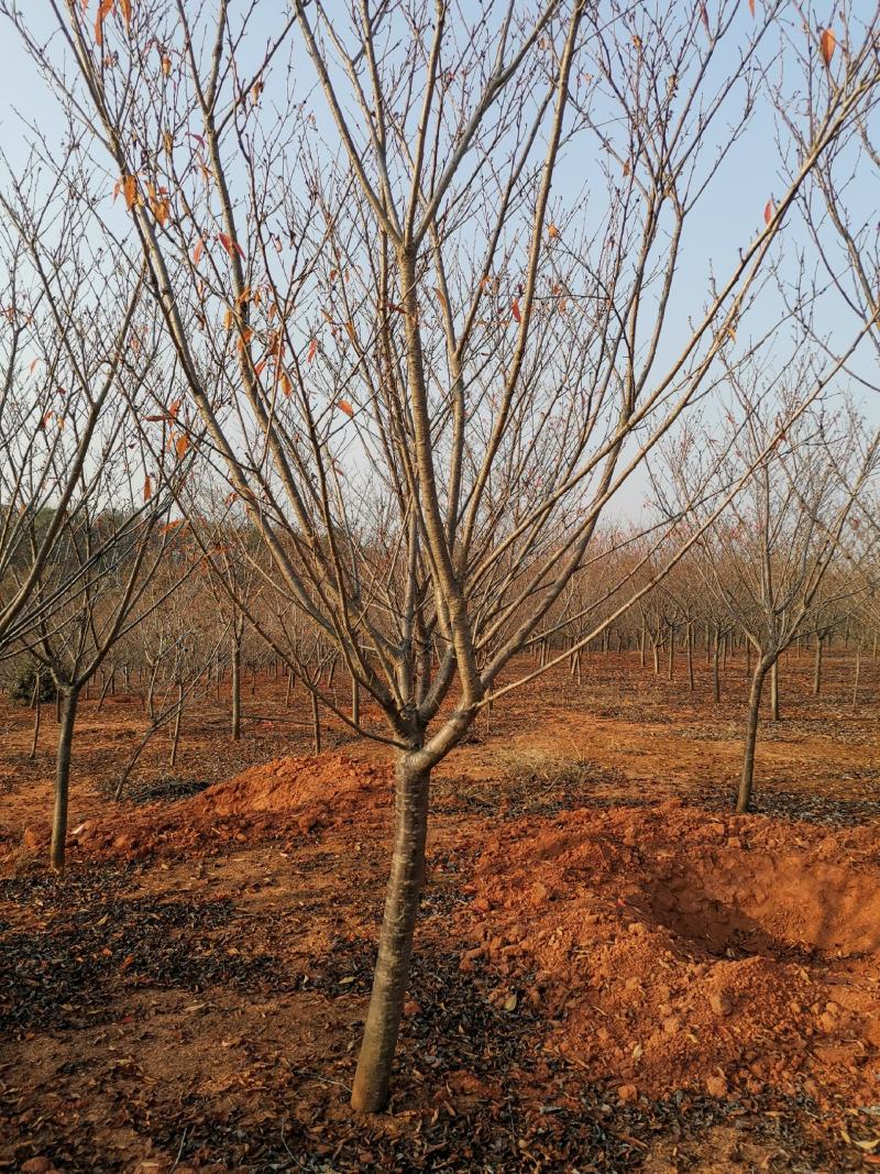 地径8公分樱花树园林绿化早樱工程苗木晚樱树型好