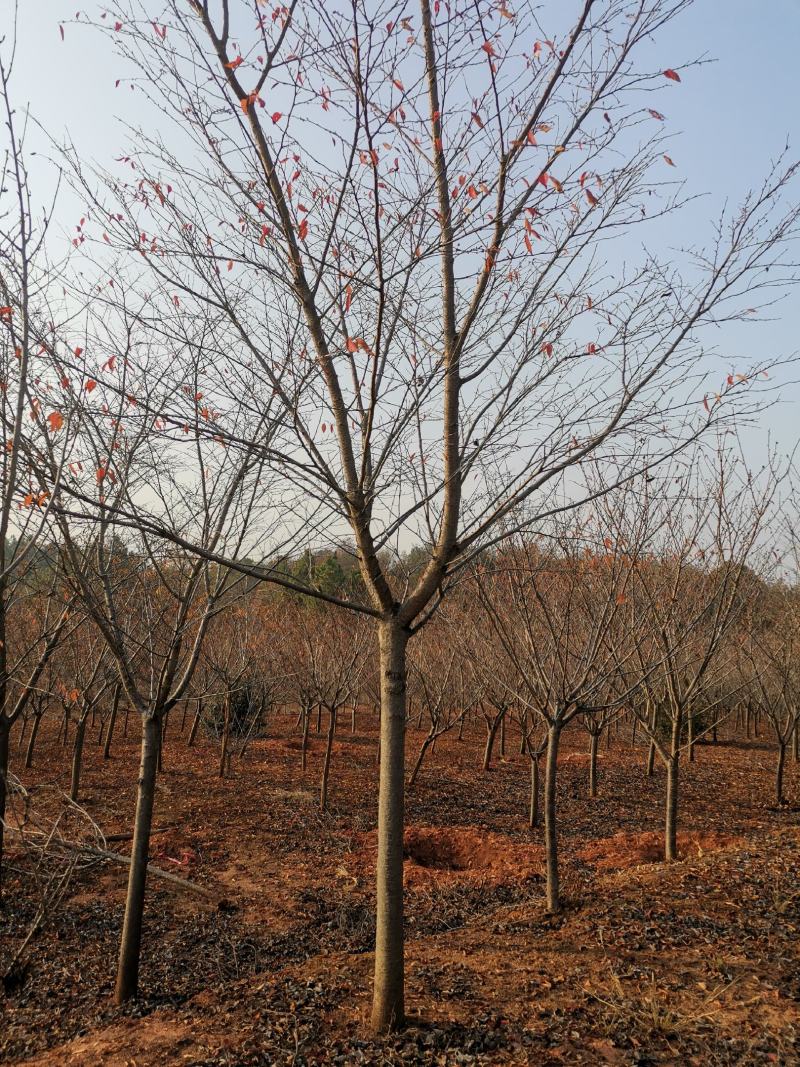 地径8公分樱花树园林绿化早樱工程苗木晚樱树型好