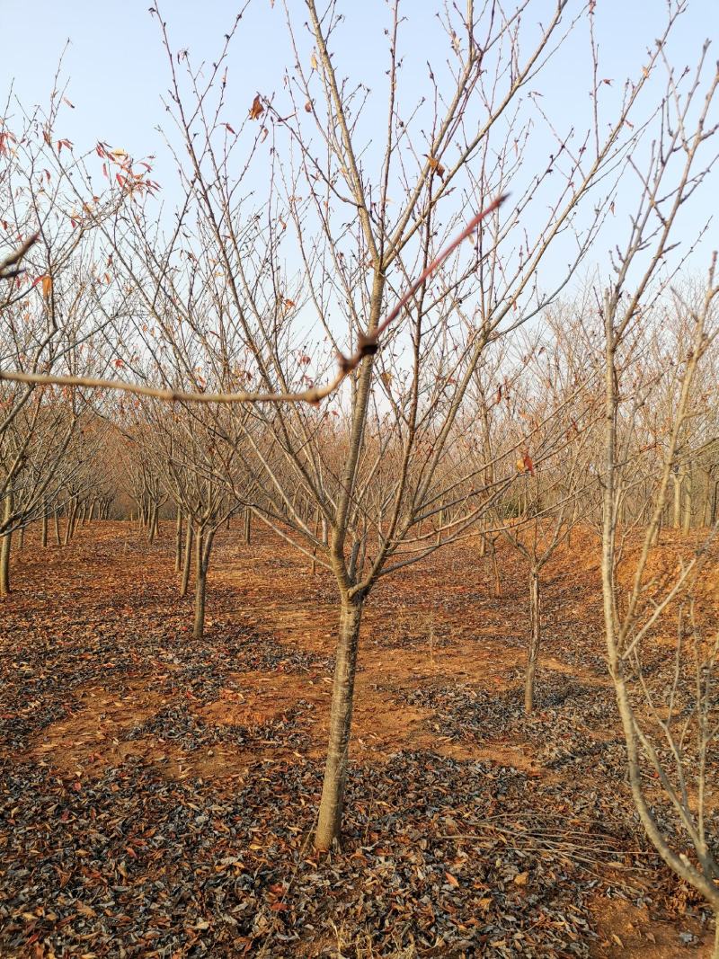 地径8公分樱花树园林绿化早樱工程苗木晚樱树型好