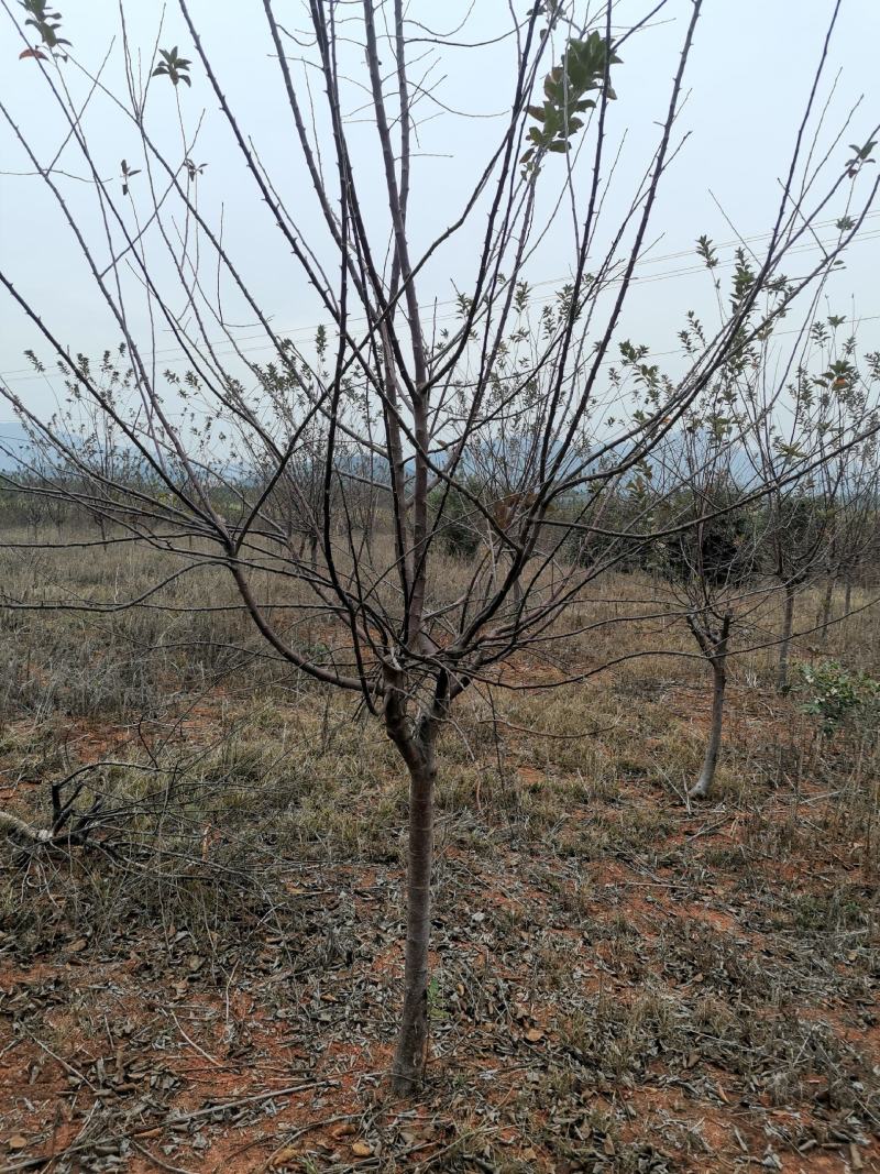 地径8公分樱花树园林绿化早樱工程苗木晚樱树型好