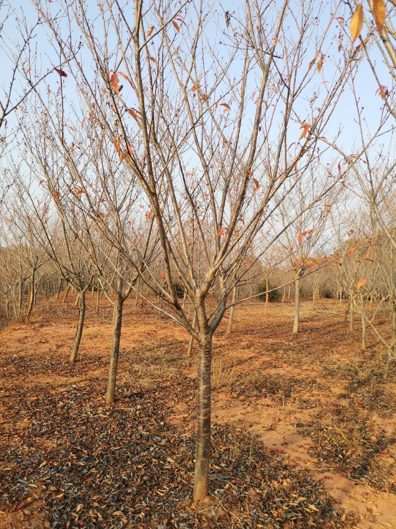地径8公分樱花树园林绿化早樱工程苗木晚樱树型好