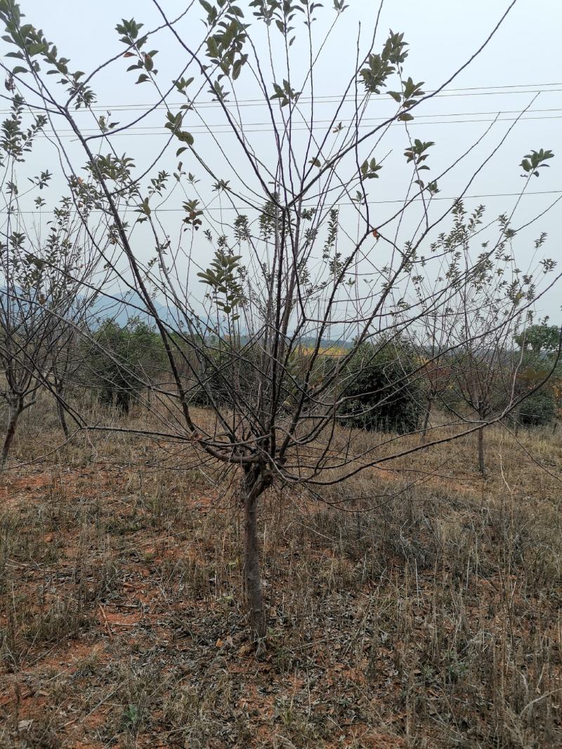 地径8公分樱花树园林绿化早樱工程苗木晚樱树型好