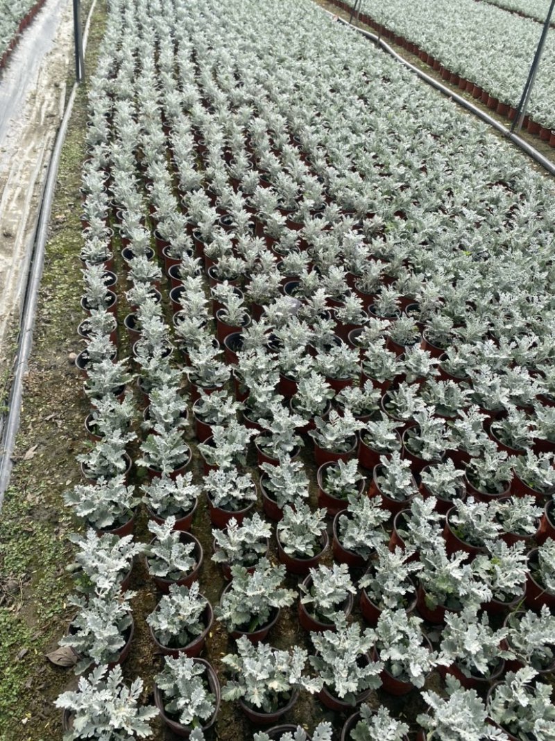 银叶菊双色杯营养土种植成都郫县基地货源