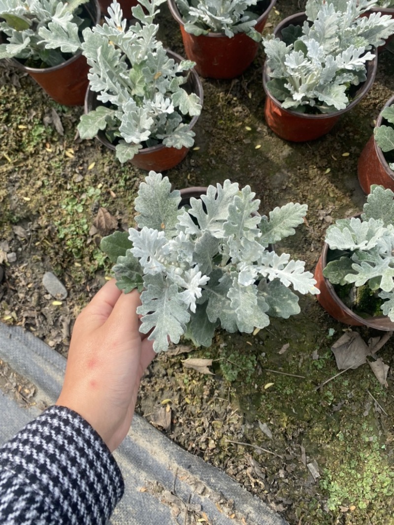 银叶菊双色杯营养土种植成都郫县基地货源