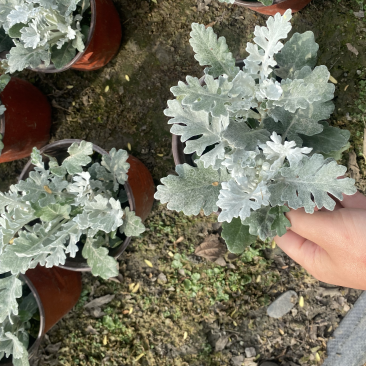 银叶菊双色杯营养土种植成都郫县基地货源