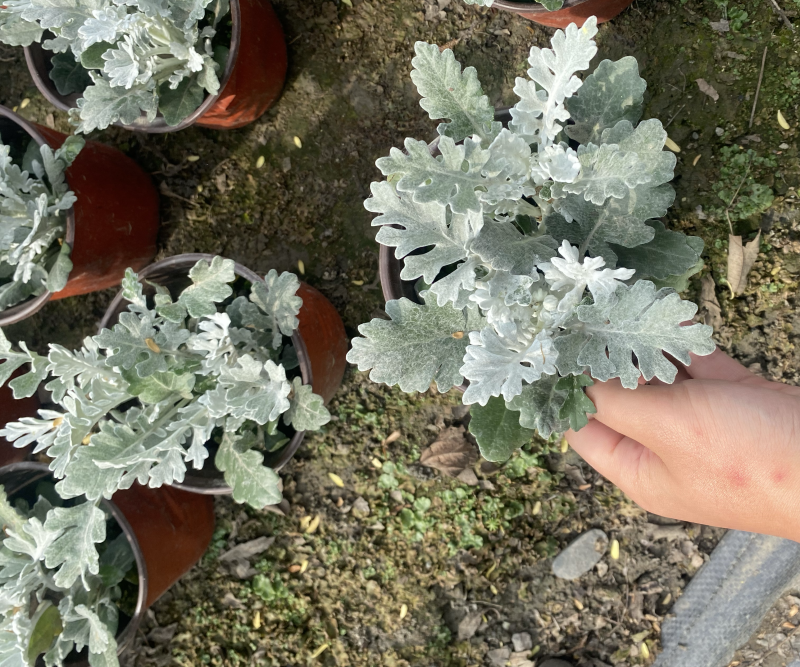 银叶菊双色杯营养土种植成都郫县基地货源