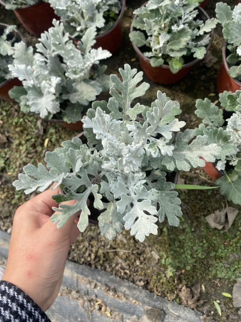 银叶菊双色杯营养土种植成都郫县基地货源