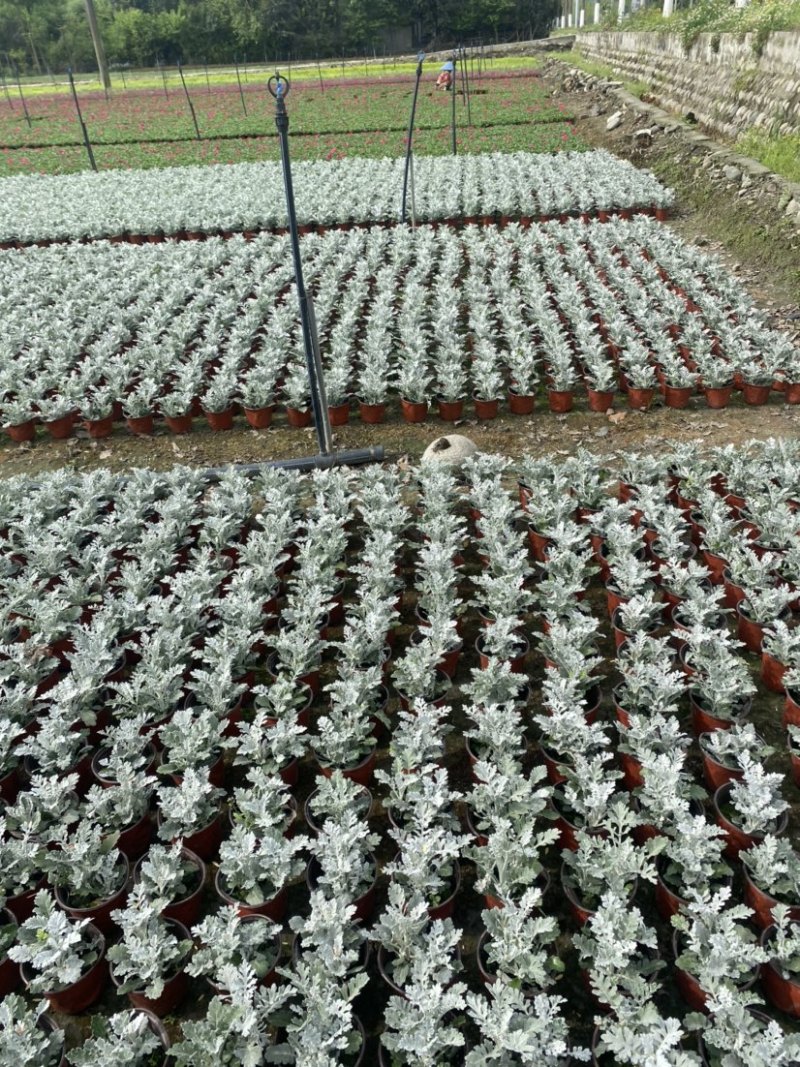 银叶菊双色杯营养土种植成都郫县基地货源