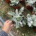银叶菊双色杯营养土种植成都郫县基地货源