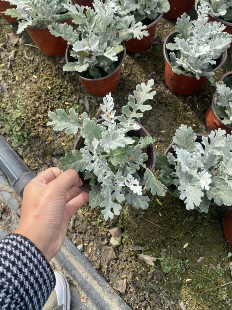 银叶菊双色杯营养土种植成都郫县基地货源