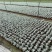 银叶菊双色杯营养土种植成都郫县基地货源