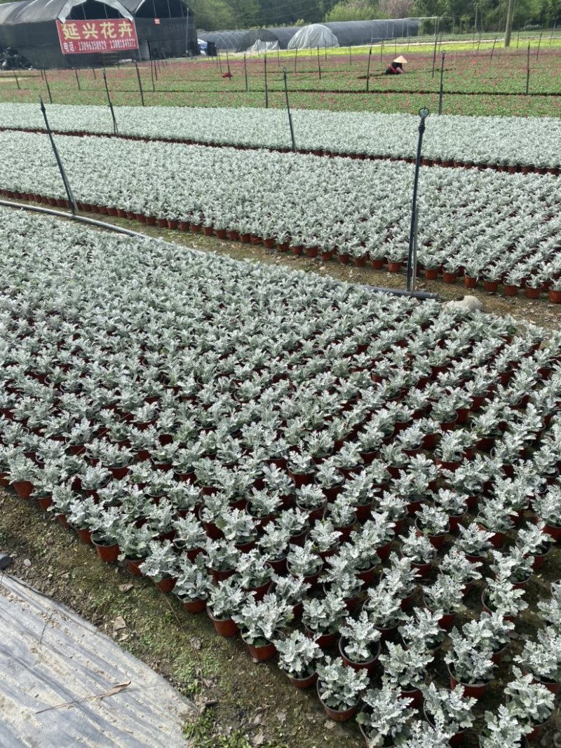 银叶菊双色杯营养土种植成都郫县基地货源