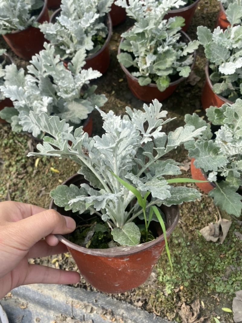 银叶菊双色杯营养土种植成都郫县基地货源