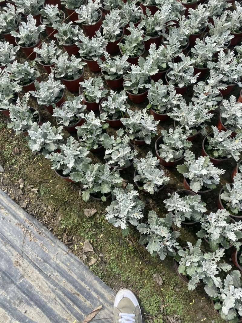银叶菊双色杯营养土种植成都郫县基地货源