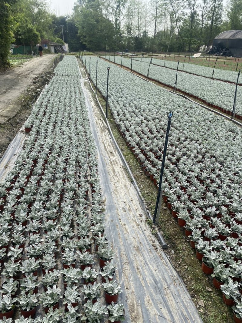 银叶菊双色杯营养土种植成都郫县基地货源