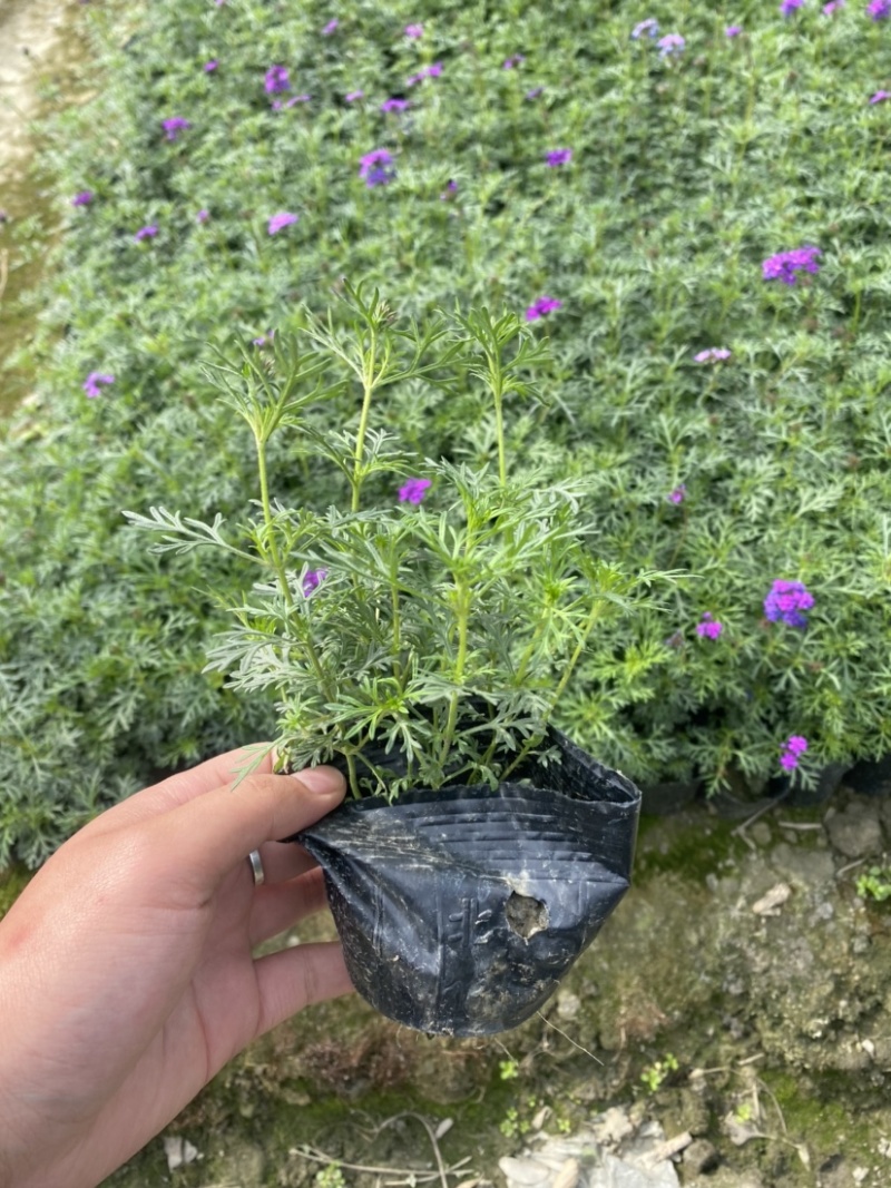 美女樱小杯，成都郫县货源，量大货好。量大有优惠