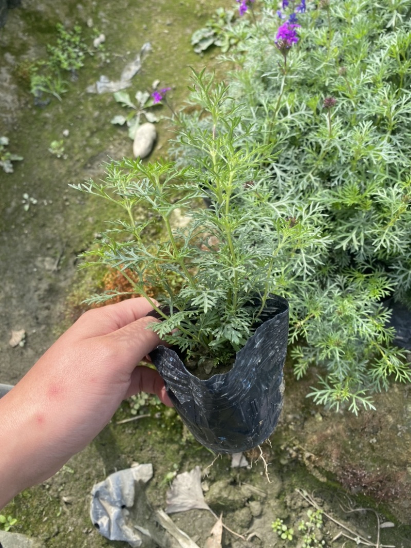 美女樱小杯，成都郫县货源，量大货好。量大有优惠