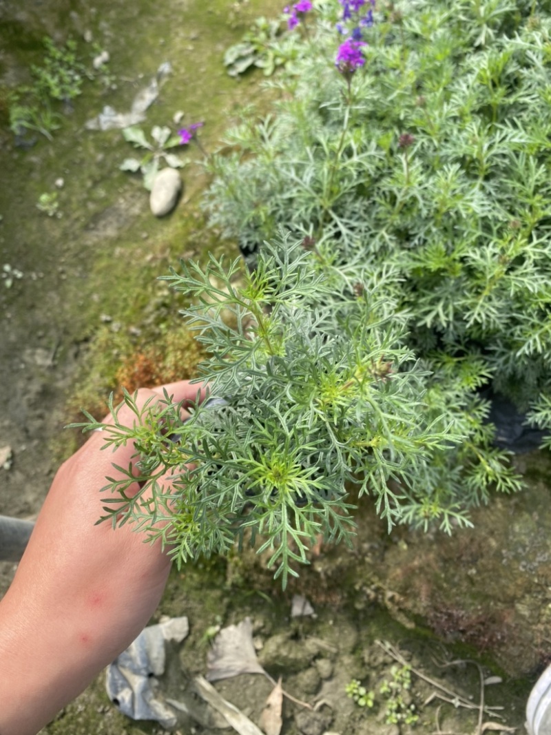 美女樱小杯，成都郫县货源，量大货好。量大有优惠