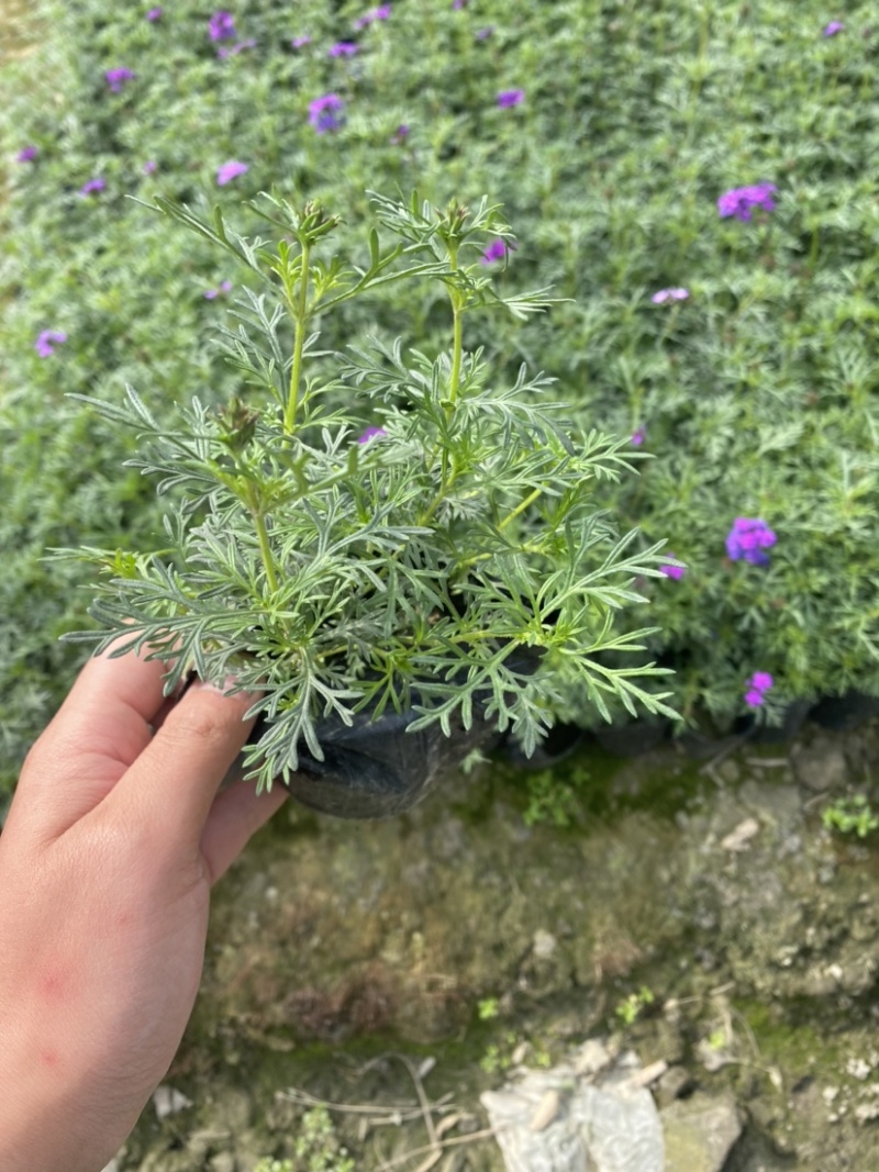 美女樱小杯，成都郫县货源，量大货好。量大有优惠