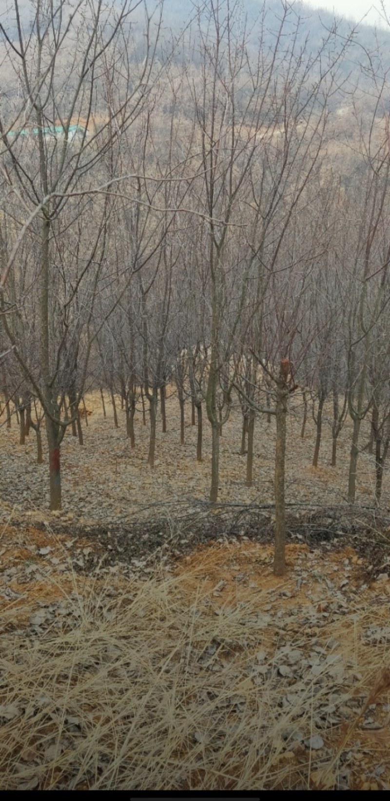甘肃山杏，3公分到10公分。山杏大量上市，可裸根可土球，